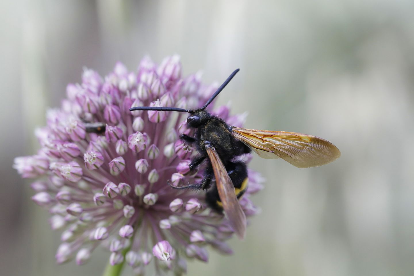 Scoliidae - maschio di Megascolia maculata flavifrons